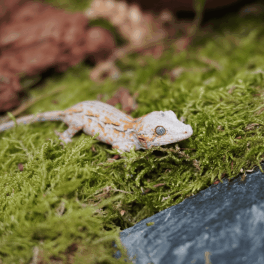 Exclusiver Gecko