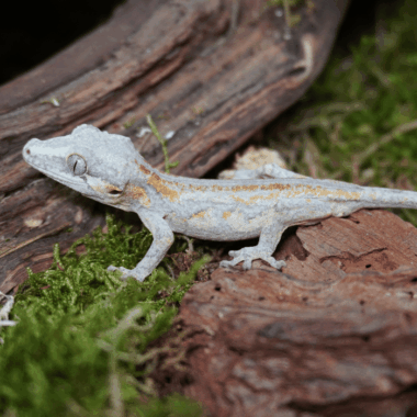 Häckerkopf Gecko