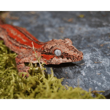 Redline Auriculatus