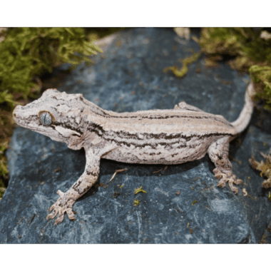 Höckerkopfgecko Weibchen