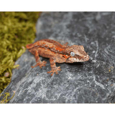 Redline Gecko