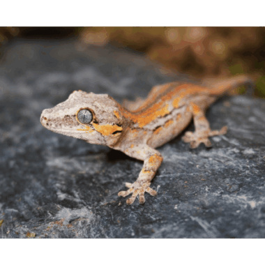 Höckerkopfgecko Mosaik