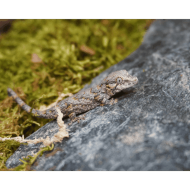 Gargoyle Gecko Pointed