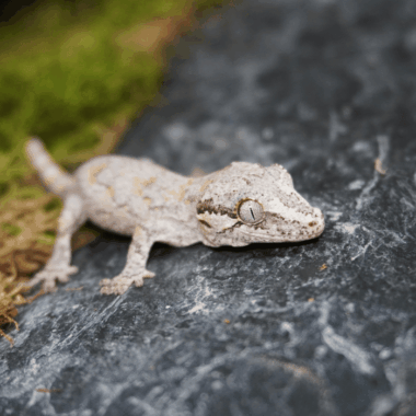 Gargoyle Gecko