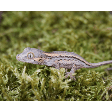 Gargoyle Gecko