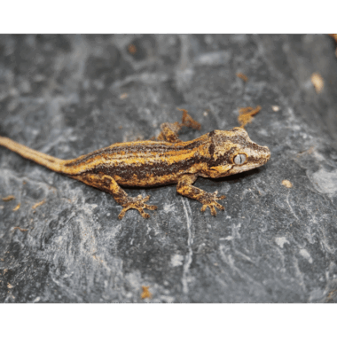 Striped Gargoyle gecko