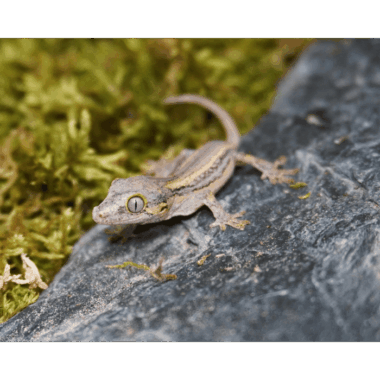 Mosaic Gecko