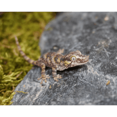 Reticulated Gecko
