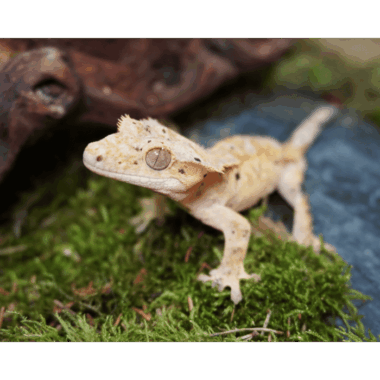 Inkbolt dalmatian Gecko