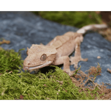 Kronengecko ♂