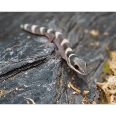 Oedura Castelnaui Ein Seltener Australischer Gecko