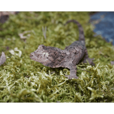 Mniaro Gecko