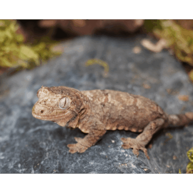 Mniaro Gecko weibchen