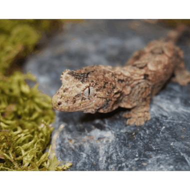 Chahoua Gecko