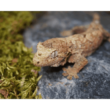 Mniaro Flechtengecko