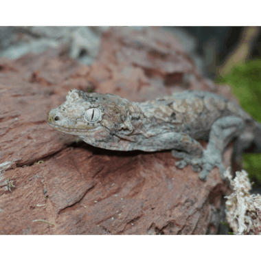 Mniaro Gecko