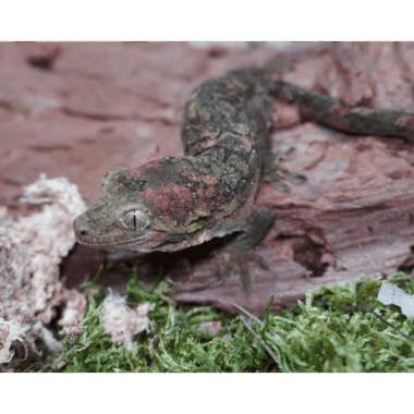 Mniaro gecko