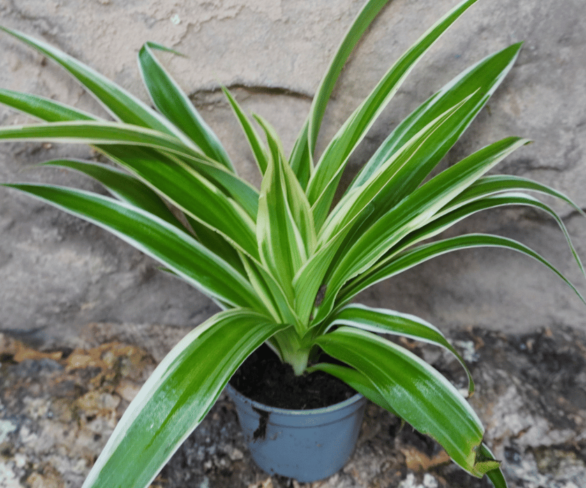 Chlorophytum comosum 2