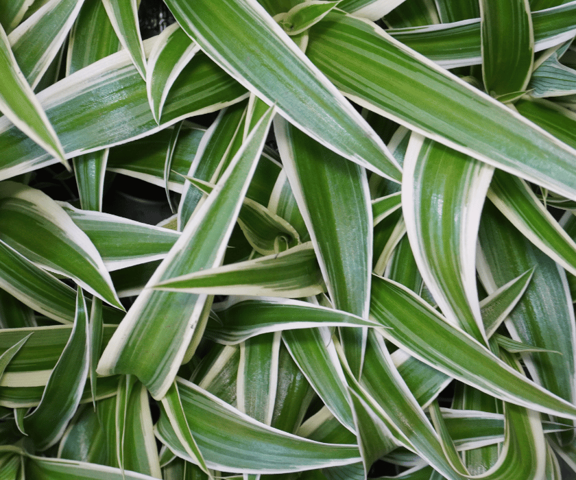 Chlorophytum comosum