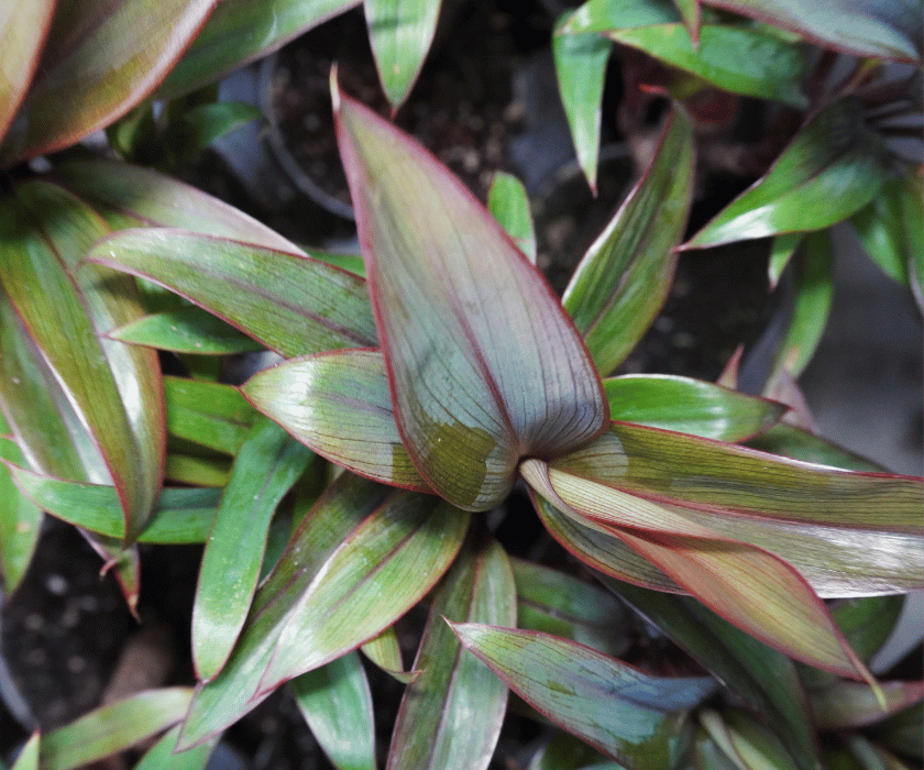 Cordyline fruticosa 'Purple Compacta'