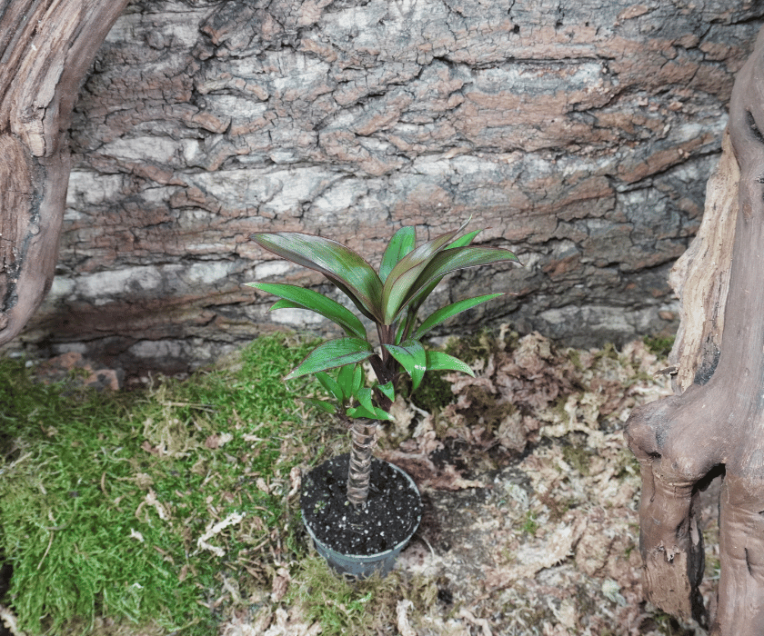Cordyline fruticosa 'Purple Compacta' 1
