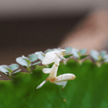Orchideenmantis nachzuchten aus der Lizard Lounge