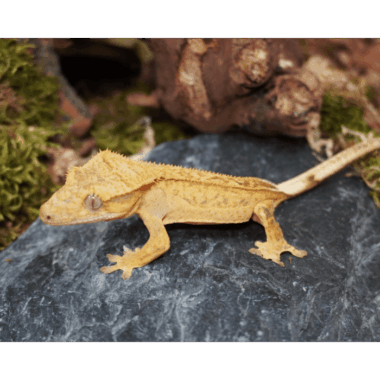 Brindle Kronengecko