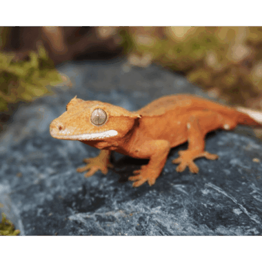 Orange Phantom Gecko