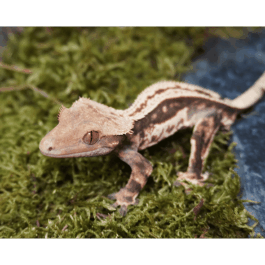Kronengecko Männchen