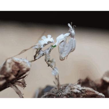 Große Teufelsblume