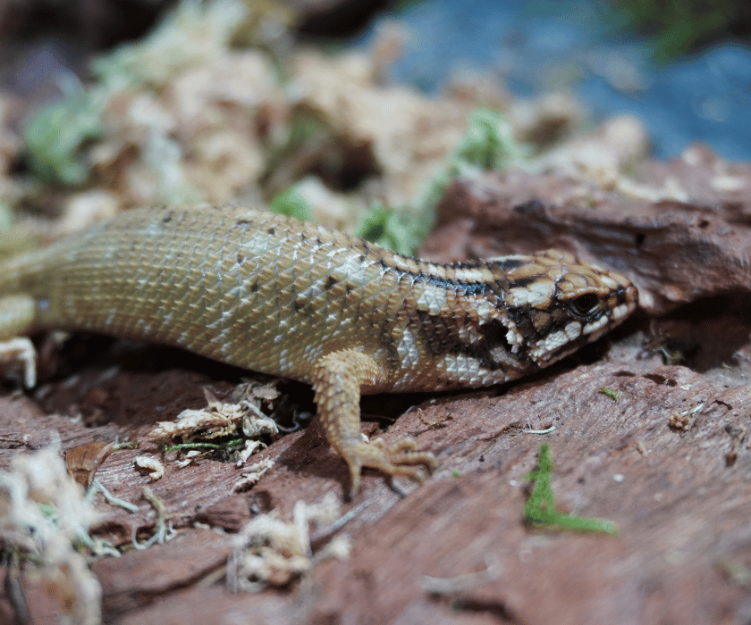 Egernia Hosmeri 1