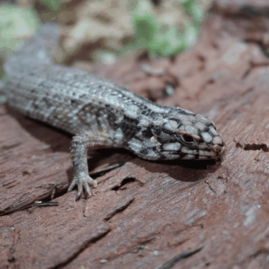 Egernia Stachelschwanzskink