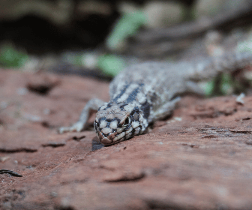 Egernia Hosmeri 2.2