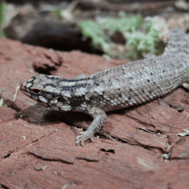 Hosmers Stachelschwanzskink PÄRCHEN ♂♀