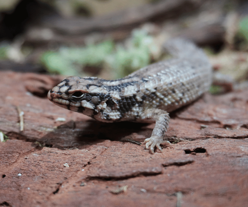 Egernia Hosmeri 2.4