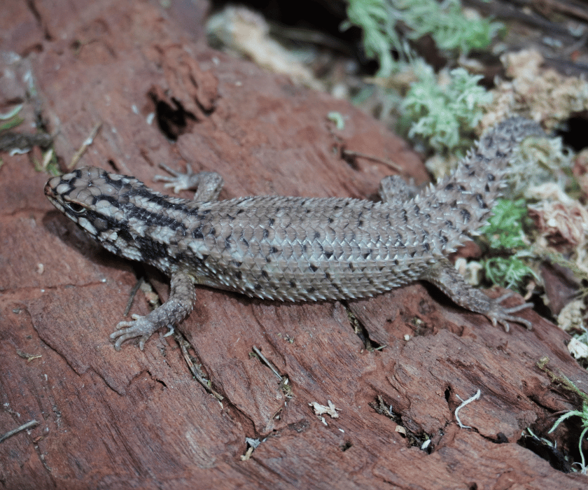 Egernia Hosmeri 2.5
