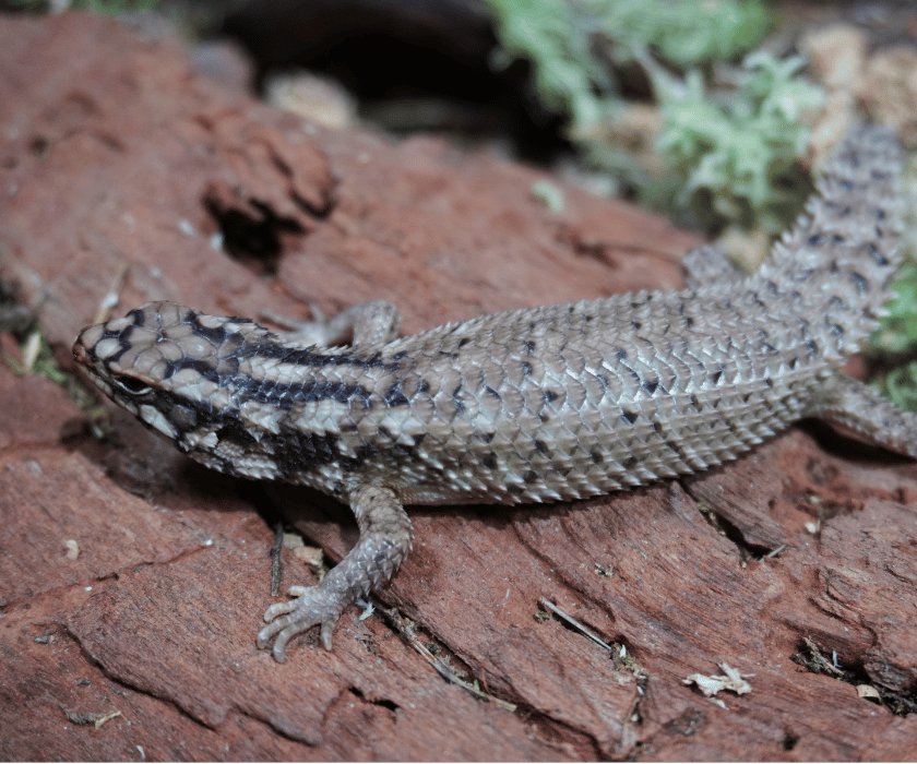 Egernia Hosmeri 2.6
