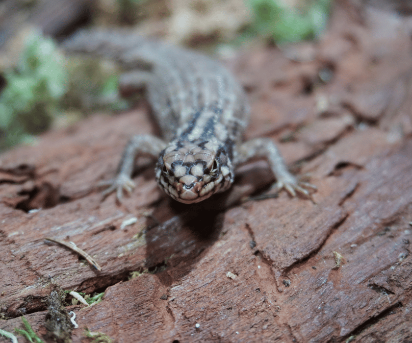Egernia Hosmeri 2.7