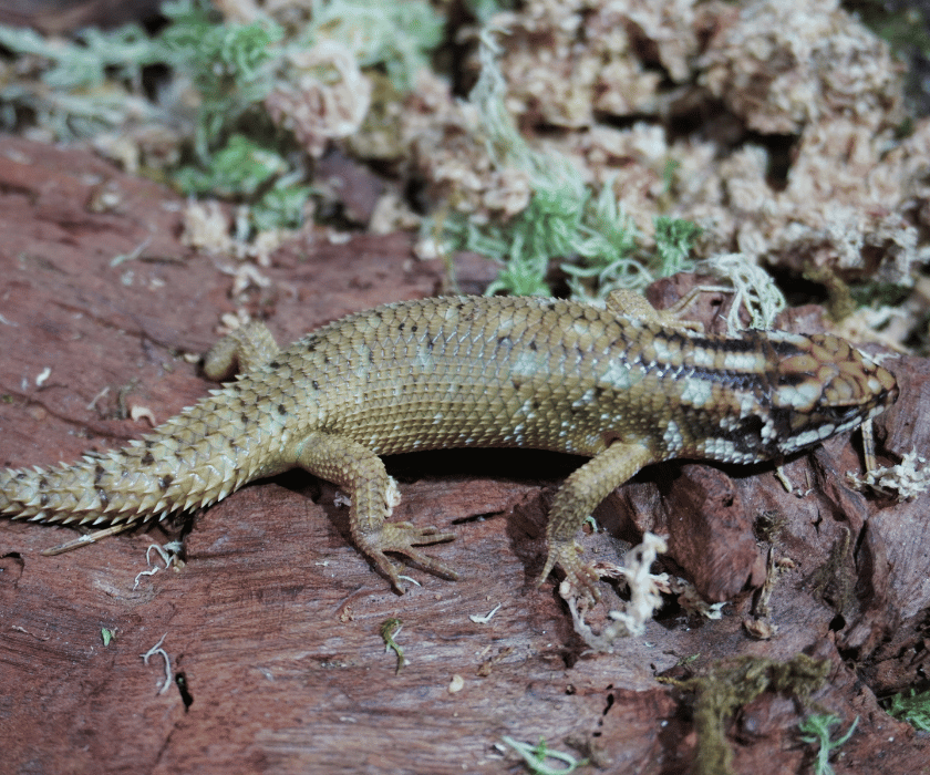 Egernia Hosmeri 2