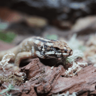 Yellow Line Hosmers Skink