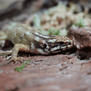 Hosmers Skink Eine Rarität in der Terraristik
