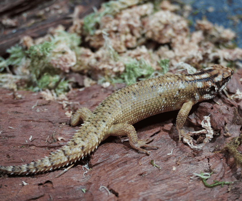 Egernia Hosmeri 4