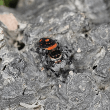 Schöne schwarz orange springspinnenart