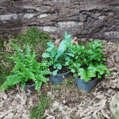 Toller Tropischer Farnmix