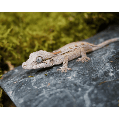 Höckerkopfgecko (Gargoyle) Blotched (/)
