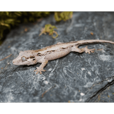 Blotched Stripe Gargyle gecko