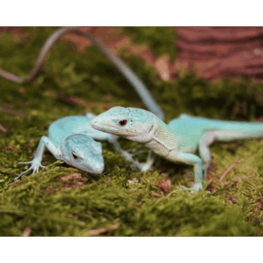 Blueline Gastropholis
