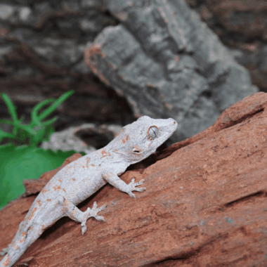 Pointed Gecko