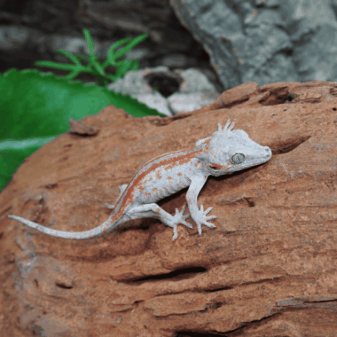 Wunderschäner Striped Gecko