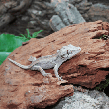 Quadstripe Gecko